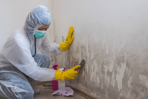 Best Mold Damage Restoration  in Olive Branch, MS